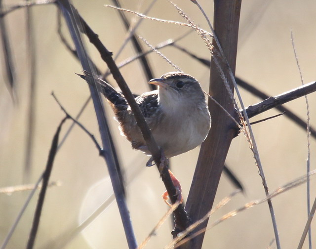 Sedge Wren